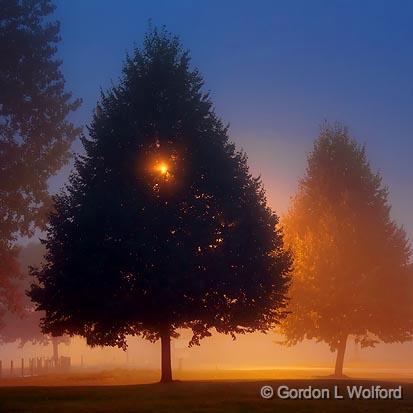 Trees In Fog_19026.jpg - Photographed at Smiths Falls, Ontario, Canada.